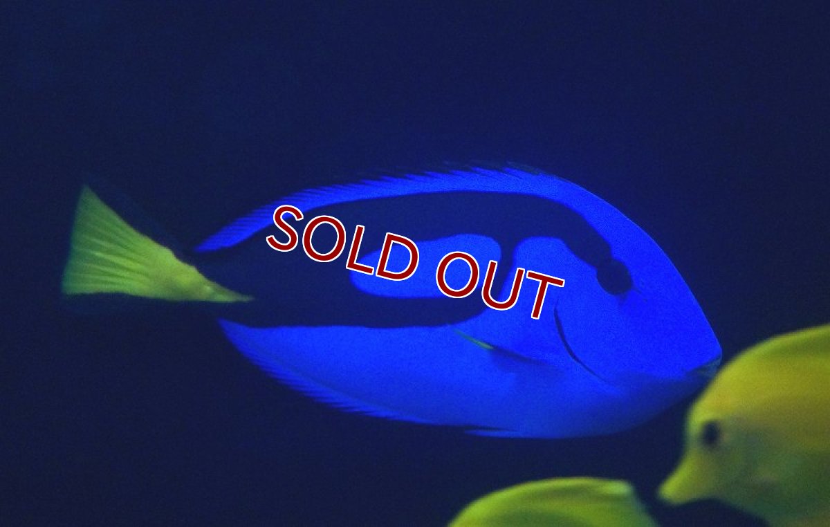 画像2: 【海水魚】ナンヨウハギ（Lサイズ）(1匹)±12-15ｃm(サンプル画像）（生体）(海水魚)（サンゴ） (2)