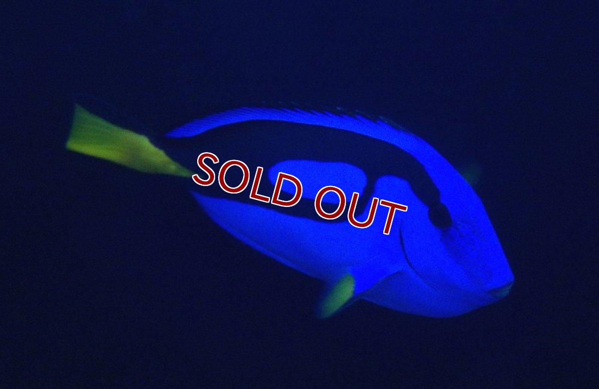 画像3: 【海水魚】ナンヨウハギ（Lサイズ）(1匹)±12-15ｃm(サンプル画像）（生体）(海水魚)（サンゴ） (3)