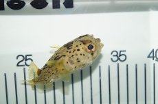 画像1: 【海水魚】【通販】ハリセンボン(1匹)±7-10cm(サンプル画像）（生体）(海水魚)（サンゴ） (1)