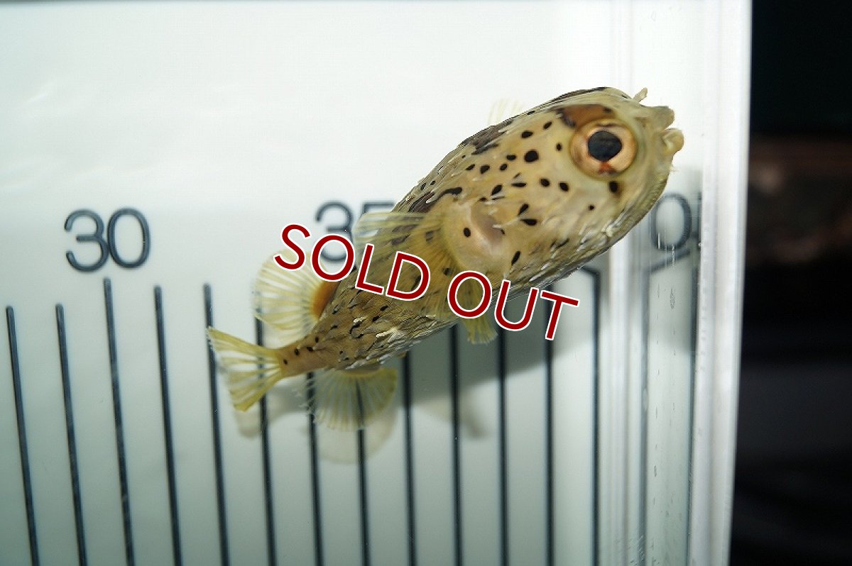 画像2: 【海水魚】ハリセンボン(1匹)±7-10cm(サンプル画像）（生体）(海水魚)（サンゴ） (2)