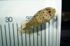 画像2: 【海水魚】【通販】ハリセンボン(1匹)±7-10cm(サンプル画像）（生体）(海水魚)（サンゴ） (2)