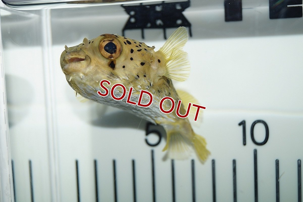 画像3: 【海水魚】ハリセンボン(1匹)±7-10cm(サンプル画像）（生体）(海水魚)（サンゴ） (3)