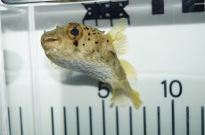 画像3: 【海水魚】【通販】ハリセンボン(1匹)±7-10cm(サンプル画像）（生体）(海水魚)（サンゴ） (3)