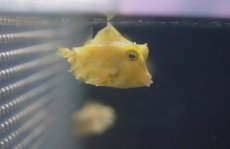 画像1: 【海水魚】【通販】ラクダハコフグ（SM)(1匹)±3-4cm(サンプル画像）（生体）(海水魚)（サンゴ） (1)