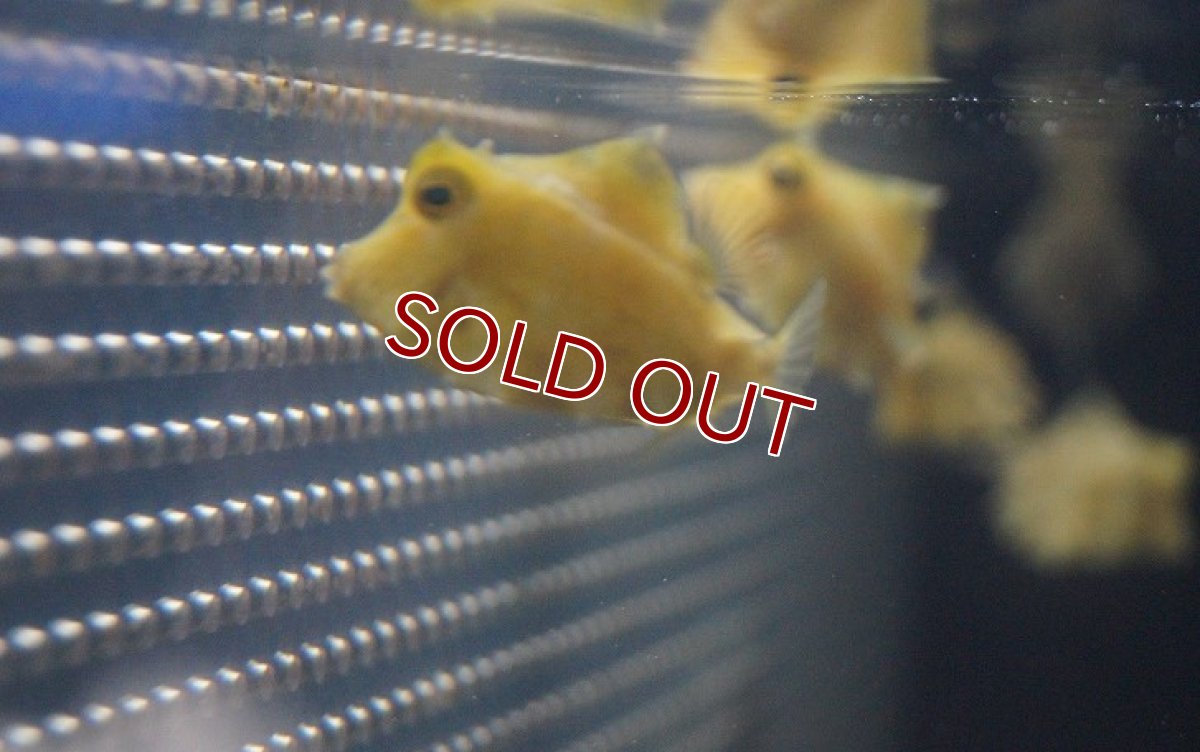 画像2: 【海水魚】ラクダハコフグ（SM)(1匹)±3-4cm(サンプル画像）（生体）(海水魚)（サンゴ） (2)