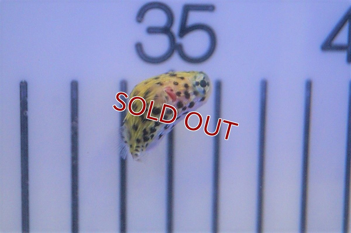 画像2: 【海水魚・フグ】ハリセンボン（XSサイズ)(1匹)±2-3cm(サンプル画像）（生体）(海水魚)（サンゴ） (2)