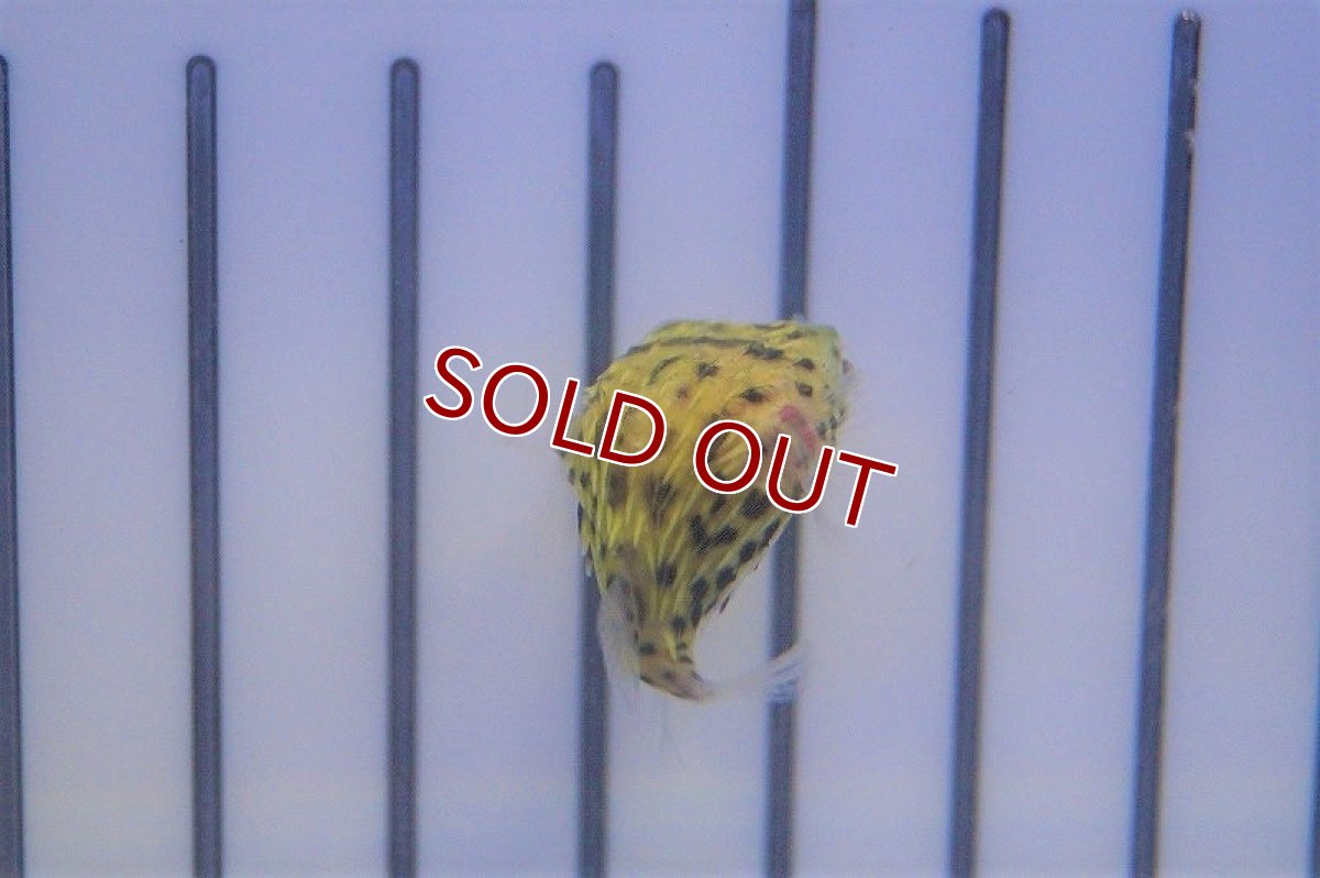 画像3: 【海水魚・フグ】ハリセンボン（XSサイズ)(1匹)±2-3cm(サンプル画像）（生体）(海水魚)（サンゴ） (3)