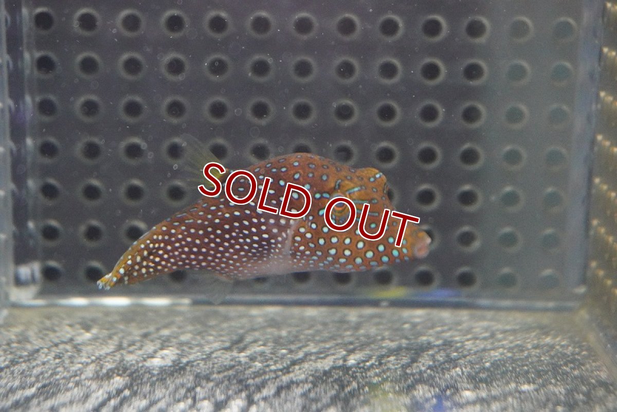 画像2: 【海水魚・フグ】インドパシフィックトビー(1匹)±4-6cm　(サンプル画像）（生体）(海水魚)（サンゴ） (2)