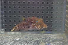 画像2: 【海水魚・フグ】【通販】インドパシフィックトビー(1匹)±4-6cm　(サンプル画像）（生体）(海水魚)（サンゴ） (2)