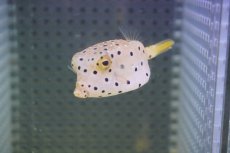 画像1: 【海水魚・フグ】【通販】ミナミハコフグ（SM)(1匹)±4-5cm (サンプル画像）（生体）(海水魚)（サンゴ） (1)