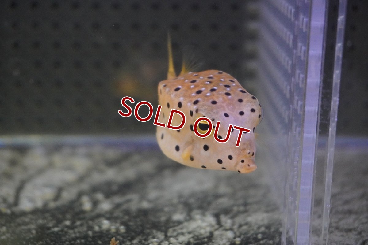 画像2: 【海水魚・フグ】ミナミハコフグ（SM)(1匹)±4-5cm (サンプル画像）（生体）(海水魚)（サンゴ） (2)