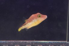 画像1: 【海水魚・フグ】【通販】カリビアンシャープノーズパファー(1匹)±4-5cm (サンプル画像）（生体）(海水魚) (1)