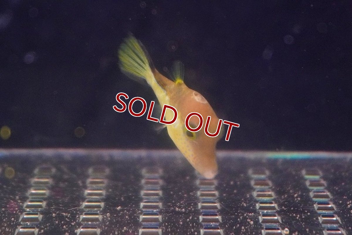 画像2: 【海水魚・フグ】カリビアンシャープノーズパファー(1匹)±4-6cm　(サンプル画像）（生体）(海水魚) (2)