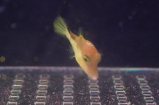 画像2: 【海水魚・フグ】【通販】カリビアンシャープノーズパファー(1匹)±4-5cm (サンプル画像）（生体）(海水魚) (2)