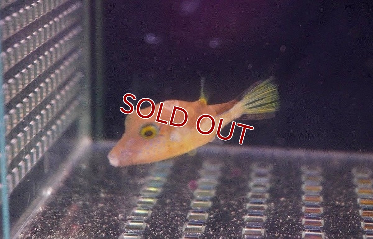 画像3: 【海水魚・フグ】カリビアンシャープノーズパファー(1匹)±4-6cm　(サンプル画像）（生体）(海水魚) (3)