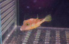 画像3: 【海水魚・フグ】【通販】カリビアンシャープノーズパファー(1匹)±4-5cm (サンプル画像）（生体）(海水魚) (3)