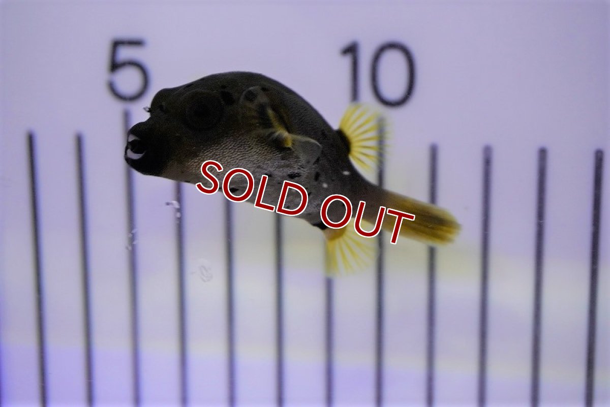 画像2: 【海水魚・フグ】コクテンフグ（SM-Mサイズ）(1匹)±5-7cm　(サンプル画像）（生体）(海水魚) (2)