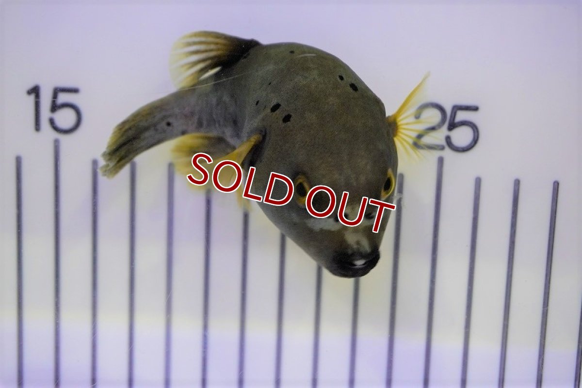 画像2: 【海水魚・フグ】コクテンフグ（ML-Lサイズ）(1匹)±10-12cm (サンプル画像）（生体）(海水魚) (2)