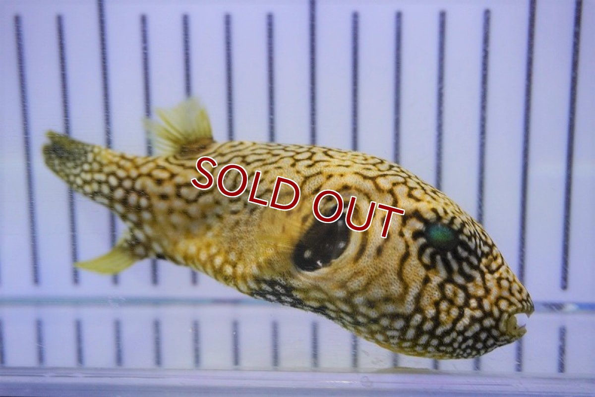 画像2: 【海水魚・フグ】ケショウフグ（SMサイズ)(1匹)±7-9cm (サンプル画像）（生体）(海水魚) (2)