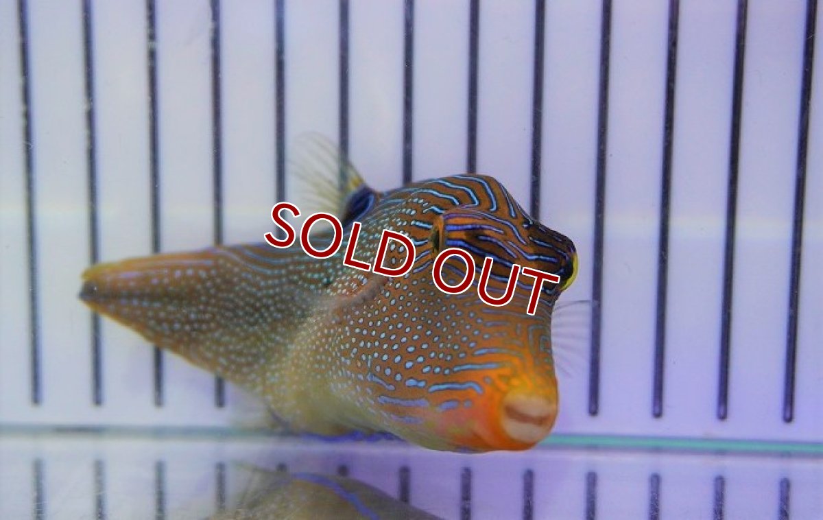 画像2: 【海水魚・フグ】インドパシフィックトビー（Lサイズ）（1匹）（±8-10cm）（サンプル画像）（生体）(海水魚) (2)