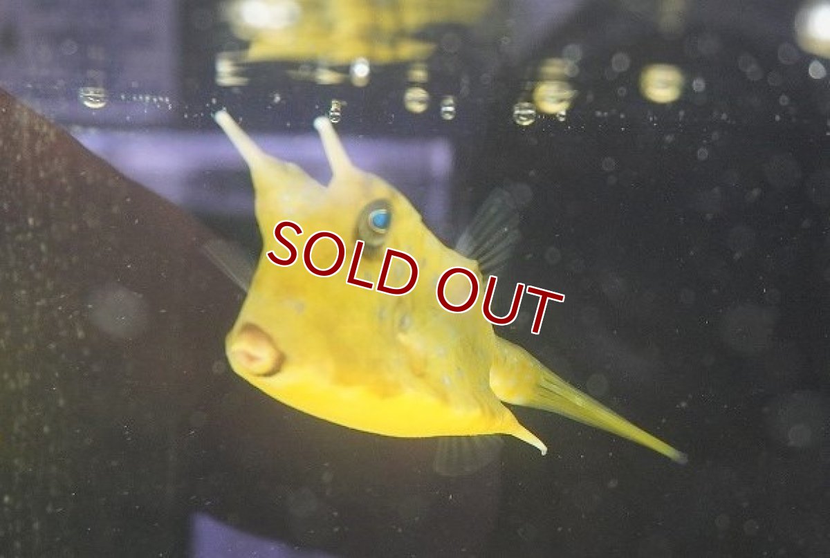 画像2: 【海水魚・フグ】コンゴウフグ（Lサイズ）（1匹）（±10-12cm）（サンプル画像）（生体）(海水魚) (2)