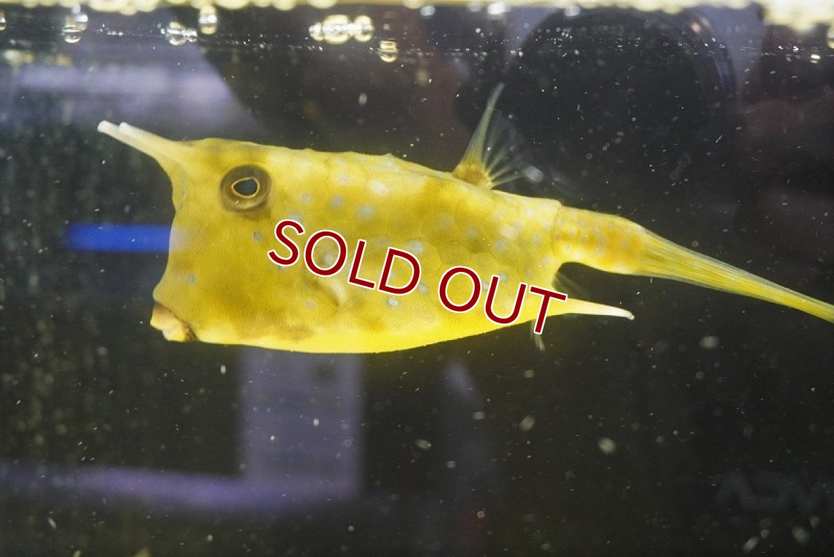 画像2: 【海水魚・フグ】コンゴウフグ（XLサイズ）（1匹）（±15-17cm）（サンプル画像）（生体）(海水魚) (2)