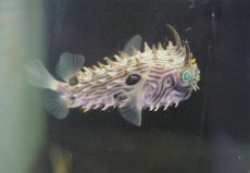 画像2: 【海水魚・フグ】【通販】ストライプドバーフィッシュ（SMサイズ）（1匹）（±7-9cm）（サンプル画像）（生体）(海水魚) (2)