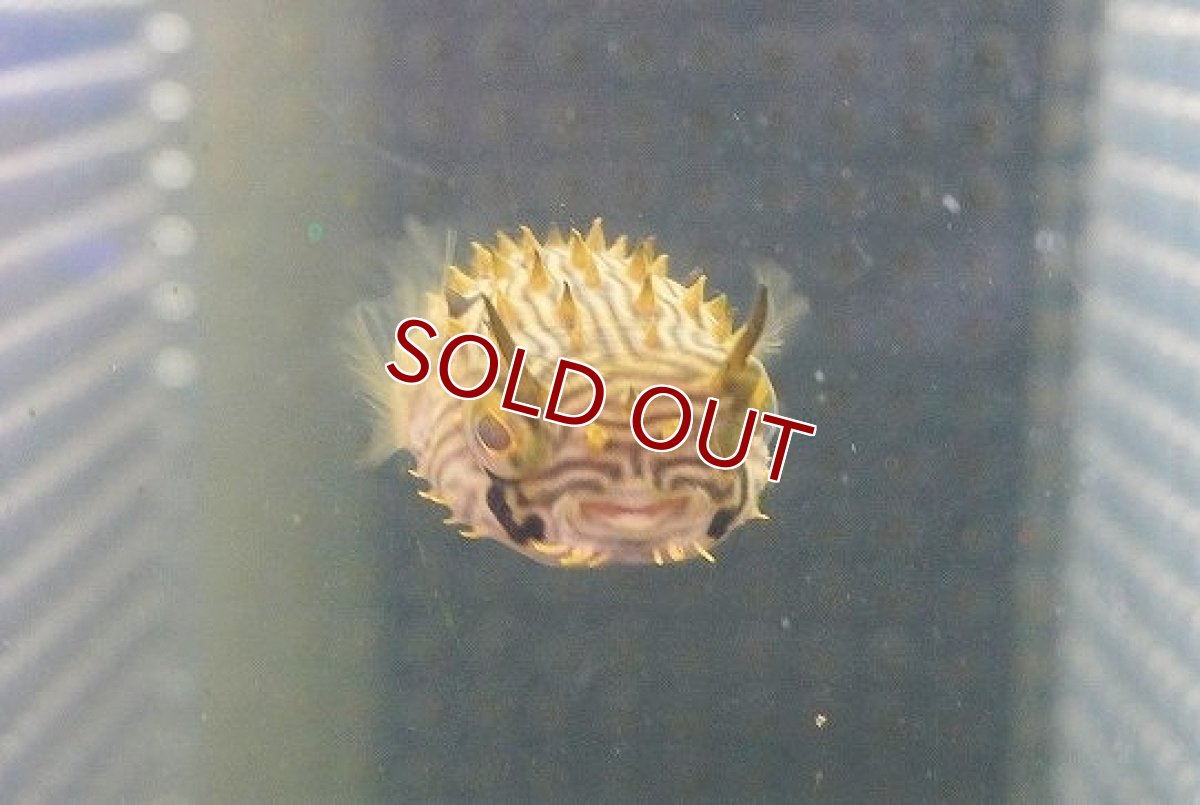 画像3: 【海水魚・フグ】【通販】ストライプドバーフィッシュ（SMサイズ）（1匹）（±4-6cm）（サンプル画像）（生体）(海水魚) (3)