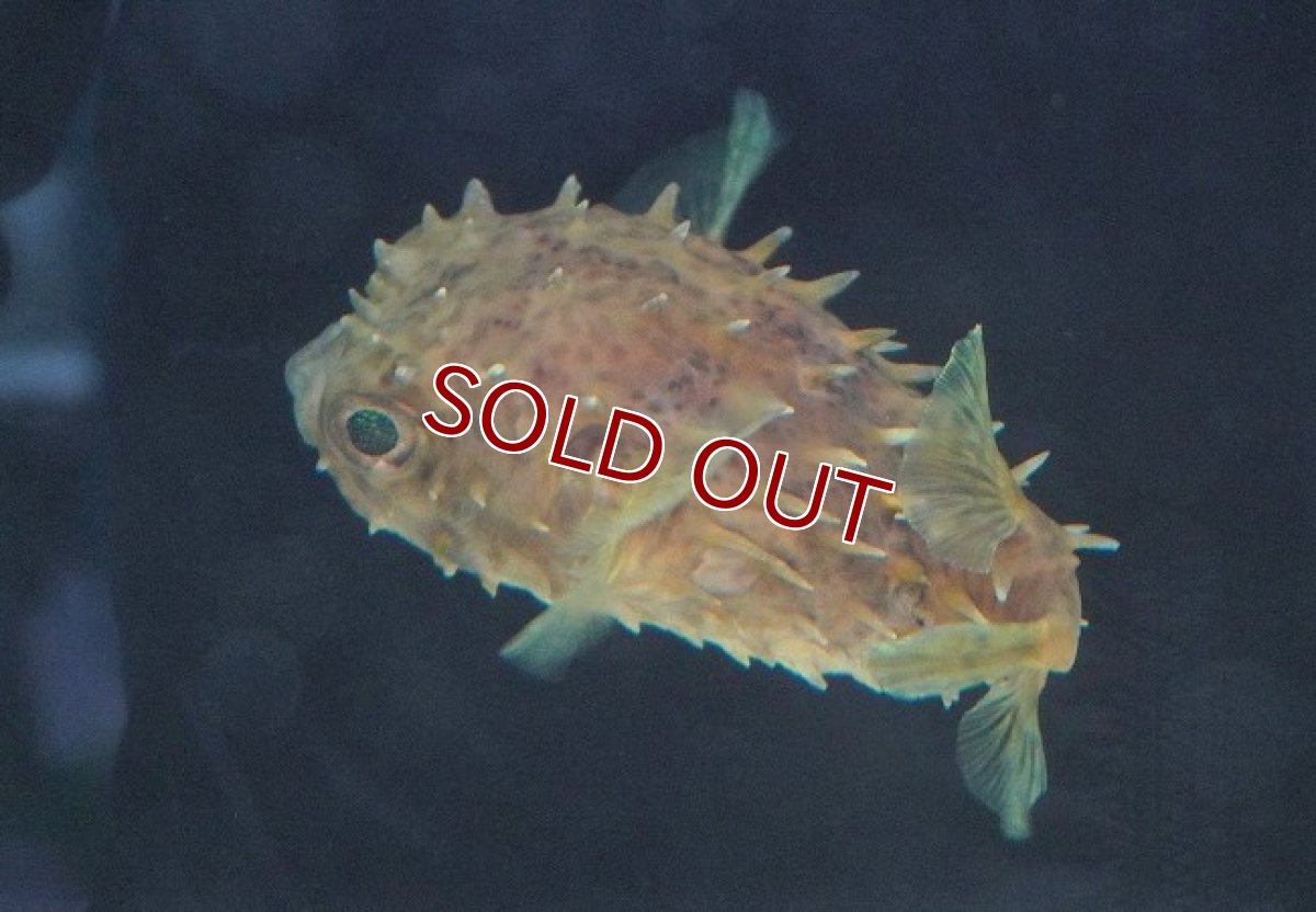 画像2: 【海水魚・フグ】メイタイシガキフグ (SMサイズ）【1匹】（±7-9cm）（サンプル画像）（生体）(海水魚)（サンゴ） (2)