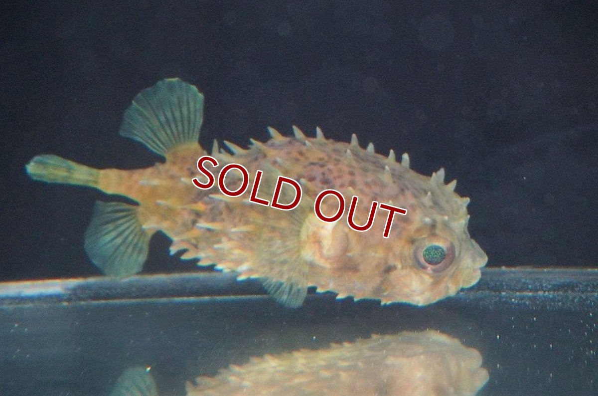 画像4: 【海水魚・フグ】メイタイシガキフグ (SMサイズ）【1匹】（±7-9cm）（サンプル画像）（生体）(海水魚)（サンゴ） (4)