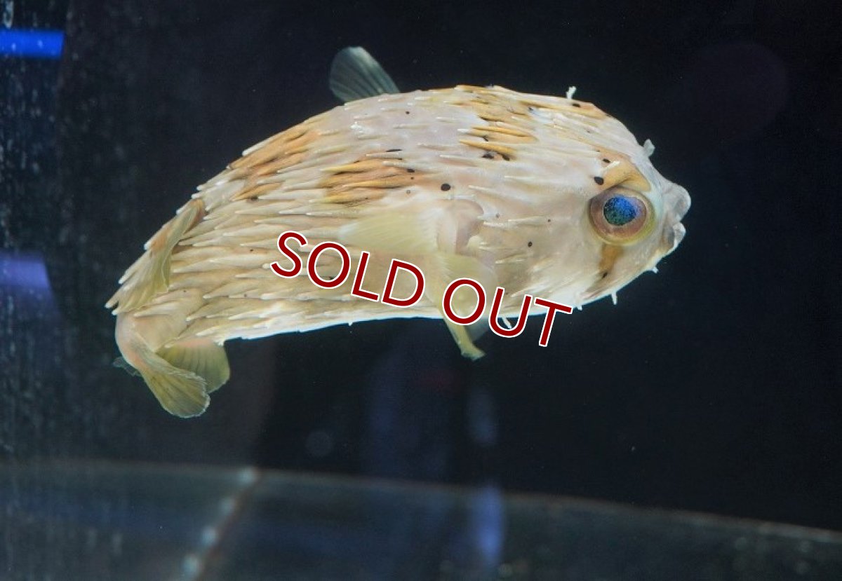 画像2: 【海水魚・フグ】ハリセンボン（Lサイズ）（1匹）（±12-15cm）（サンプル画像）（生体）(海水魚)（サンゴ） (2)