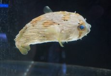 画像2: 【海水魚・フグ】【通販】ハリセンボン（Lサイズ）（1匹）（±12-15cm）（サンプル画像）（生体）(海水魚)（サンゴ） (2)