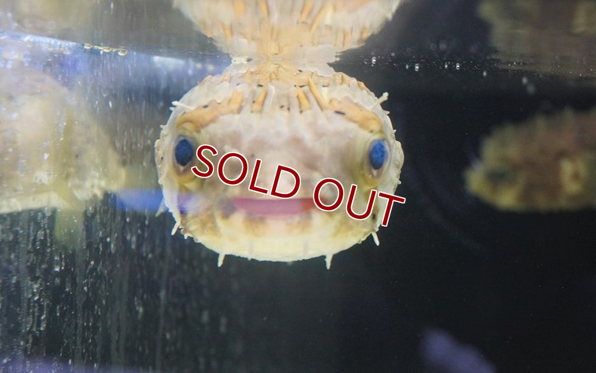 画像3: 【海水魚・フグ】ハリセンボン（Lサイズ）（1匹）（±12-15cm）（サンプル画像）（生体）(海水魚)（サンゴ） (3)
