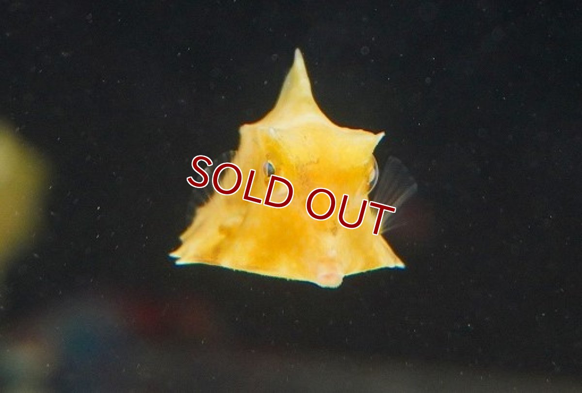 画像2: 【海水魚・フグ】ラクダハコフグ（MSサイズ）（1匹）（±4-5cm）（サンプル画像）（生体）(海水魚)（サンゴ） (2)