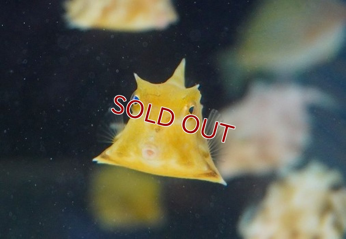 画像3: 【海水魚・フグ】ラクダハコフグ（MSサイズ）（1匹）（±4-5cm）（サンプル画像）（生体）(海水魚)（サンゴ） (3)