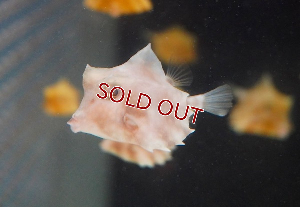 画像4: 【海水魚・フグ】ラクダハコフグ（MSサイズ）（1匹）（±4-5cm）（サンプル画像）（生体）(海水魚)（サンゴ） (4)