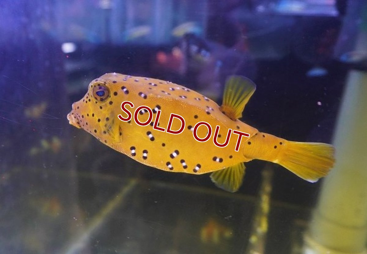 画像2: 【海水魚・フグ】レアサイズ♪ミナミハコフグ（MLーLサイズ）【1匹】（±8-10cm）（サンプル画像）（生体）(海水魚) (2)