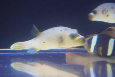 画像1: 【海水魚・フグ】【通販】コクテンフグ（White/Yellow）Mサイズ【1匹】（±7-9cm）（サンプル画像）（生体）(海水魚) (1)