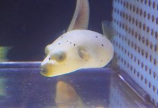 画像2: 【海水魚・フグ】【通販】コクテンフグ（White/Yellow）Mサイズ【1匹】（±7-9cm）（サンプル画像）（生体）(海水魚) (2)