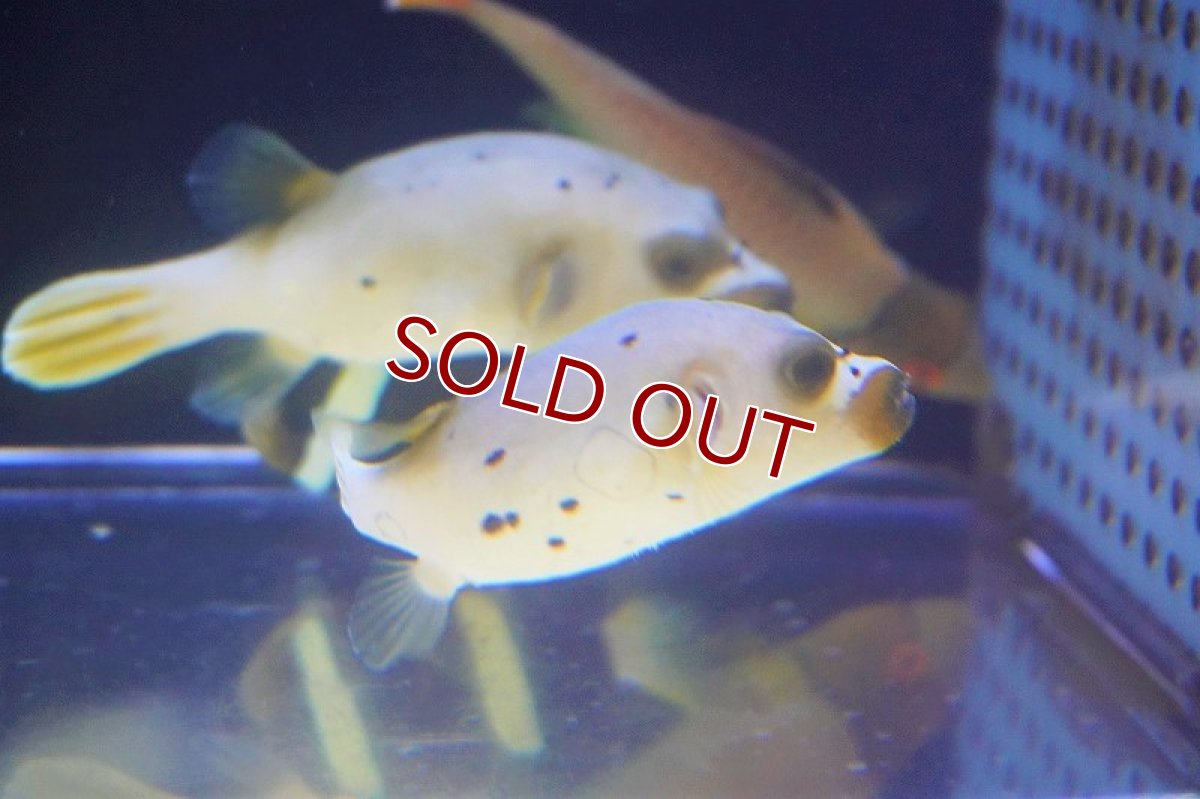 画像3: 【海水魚・フグ】コクテンフグ（White/Yellow）Mサイズ【1匹】（±7-9cm）（サンプル画像）（生体）(海水魚) (3)