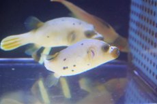 画像3: 【海水魚・フグ】【通販】コクテンフグ（White/Yellow）Mサイズ【1匹】（±7-9cm）（サンプル画像）（生体）(海水魚) (3)