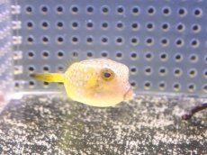 画像1: 【海水魚・フグ】【通販】可愛い♪ハコフグ（S-SMサイズ）【1匹】（±3-4cm）（サンプル画像）（生体）(海水魚) (1)