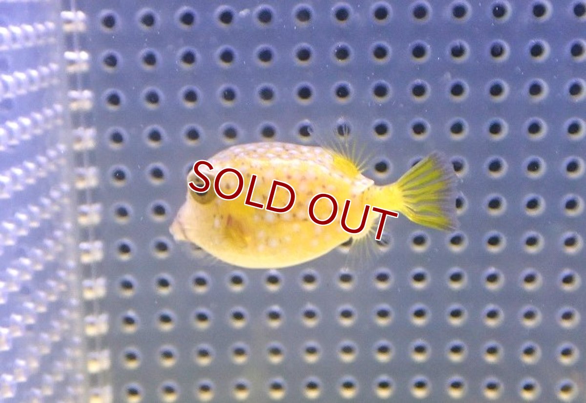 画像2: 【海水魚・フグ】可愛い♪ハコフグ（S-SMサイズ）【1匹】（±3-4cm）（サンプル画像）（生体）(海水魚) (2)