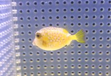 画像2: 【海水魚・フグ】【通販】可愛い♪ハコフグ（S-SMサイズ）【1匹】（±3-4cm）（サンプル画像）（生体）(海水魚) (2)