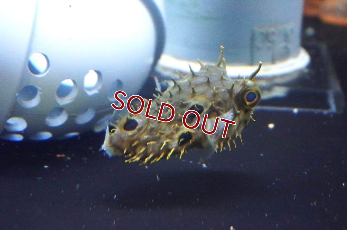 画像2: 【海水魚・フグ】ウェブバーフィッシュ（SMサイズ）【1匹】（±7-9cm） (サンプル画像）（生体）(海水魚) (2)