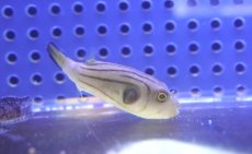 画像2: 【海水魚・フグ】【通販】スジモヨウフグ【1匹】（±3-5cm） (サンプル画像）（生体）(海水魚) (2)