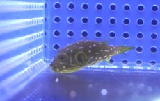 画像1: 【海水魚・フグ】【通販】サザナミフグ【1匹】（±3-5cm） (サンプル画像）（生体）(海水魚) (1)