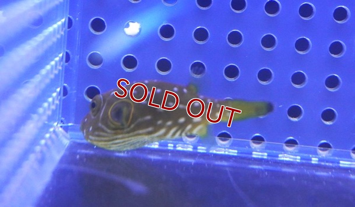 画像2: 【海水魚・フグ】サザナミフグ【1匹】（±2-4cm） (サンプル画像）（生体）(海水魚) (2)