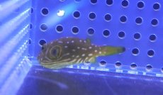 画像2: 【海水魚・フグ】【通販】サザナミフグ【1匹】（±3-5cm） (サンプル画像）（生体）(海水魚) (2)