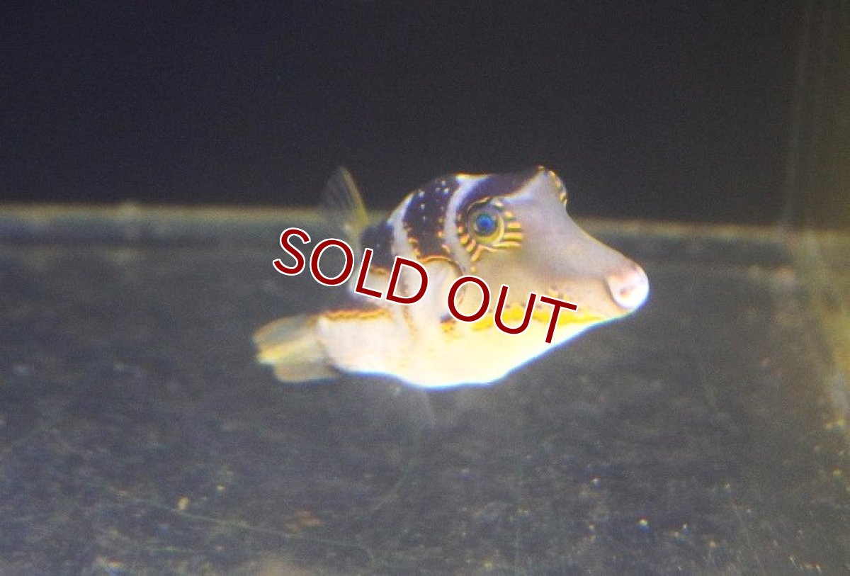 画像2: 【海水魚・フグ】ハナキンチャクフグ【1匹】（±8-12cm） (サンプル画像）（生体）(海水魚) (2)